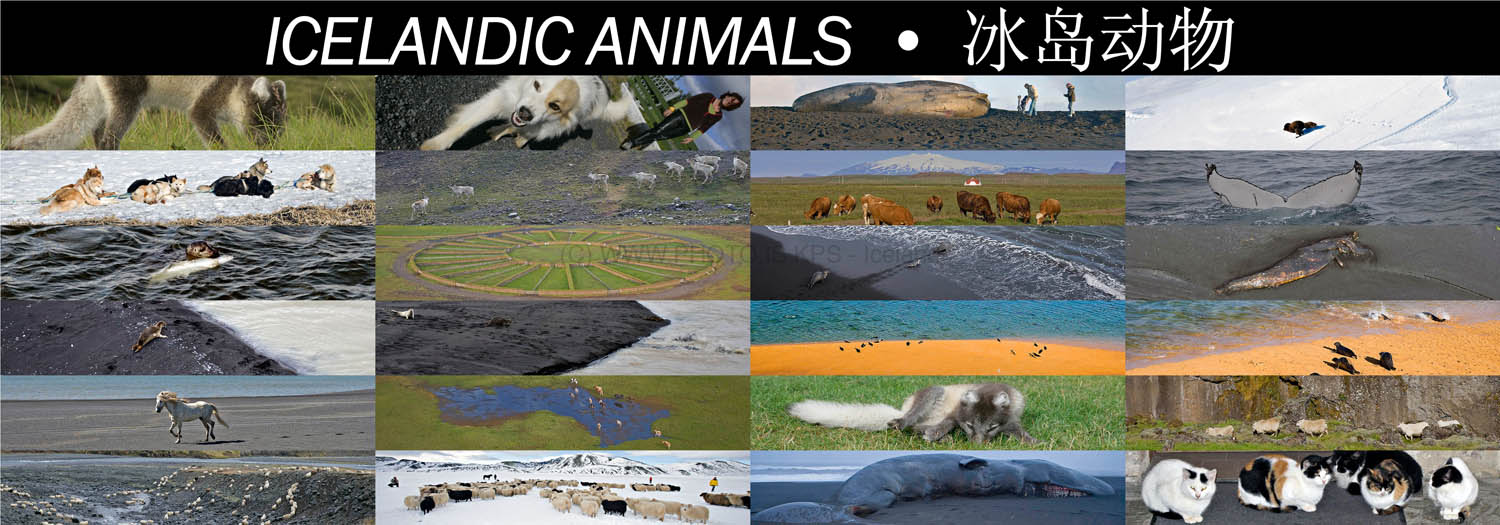 ICELANDIC_ANIMALS