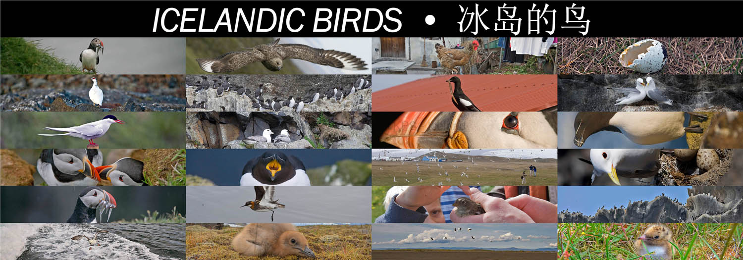 ICELANDIC_BIRDS