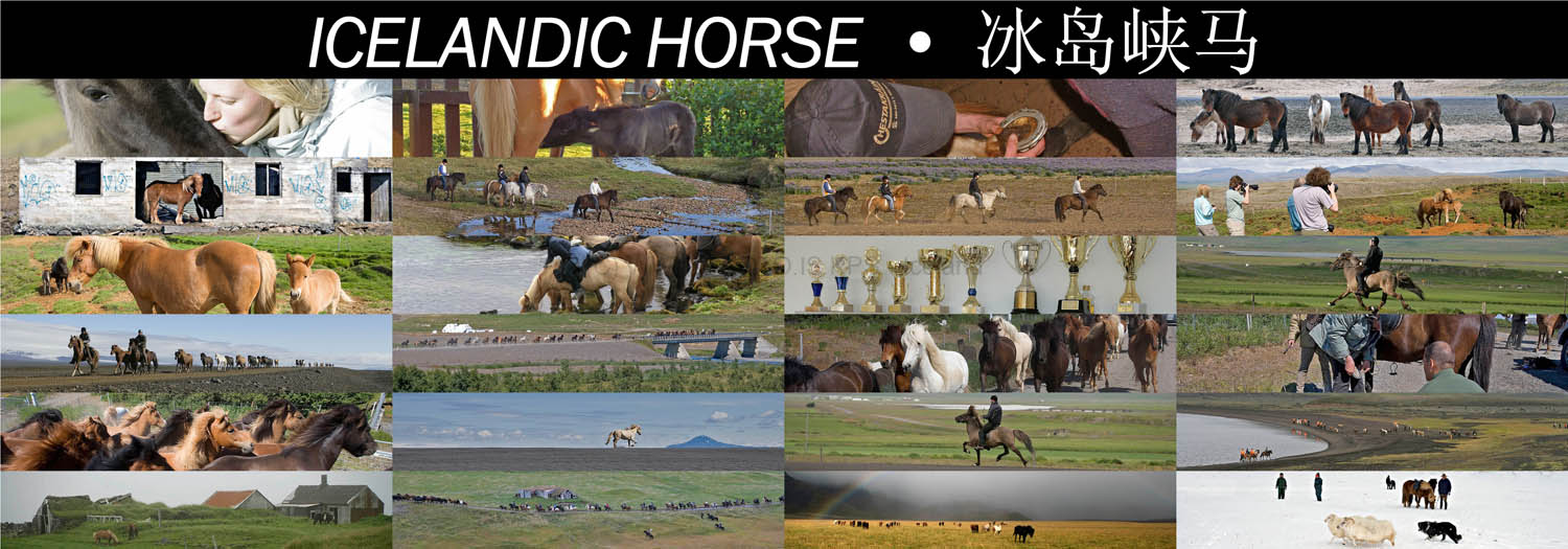 x_ICELANDIC_HORSE