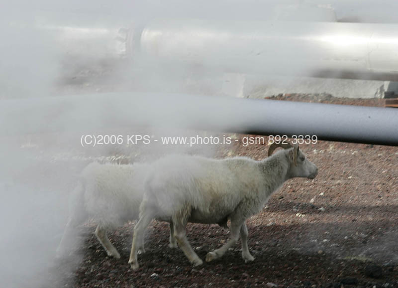 kps07060693