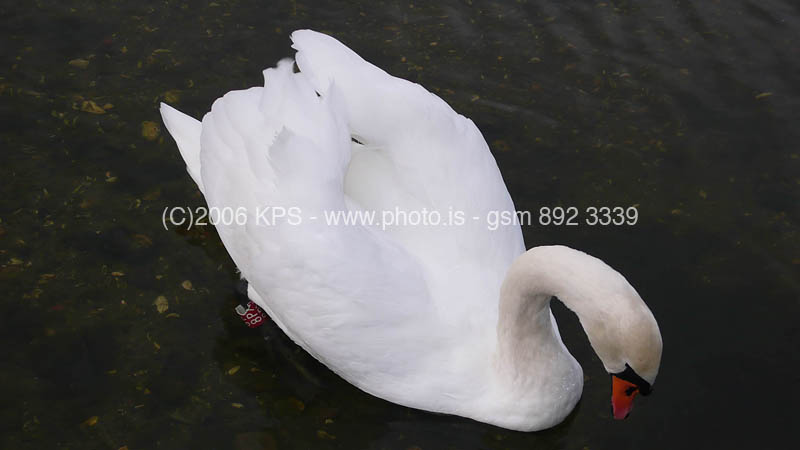 kps10060842