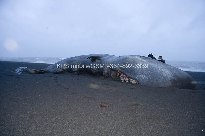 kps12060064