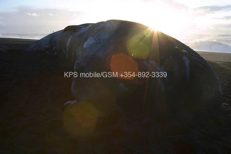 kps01070069