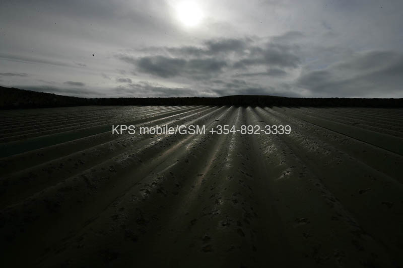 kps04070533