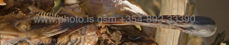kps03082247p