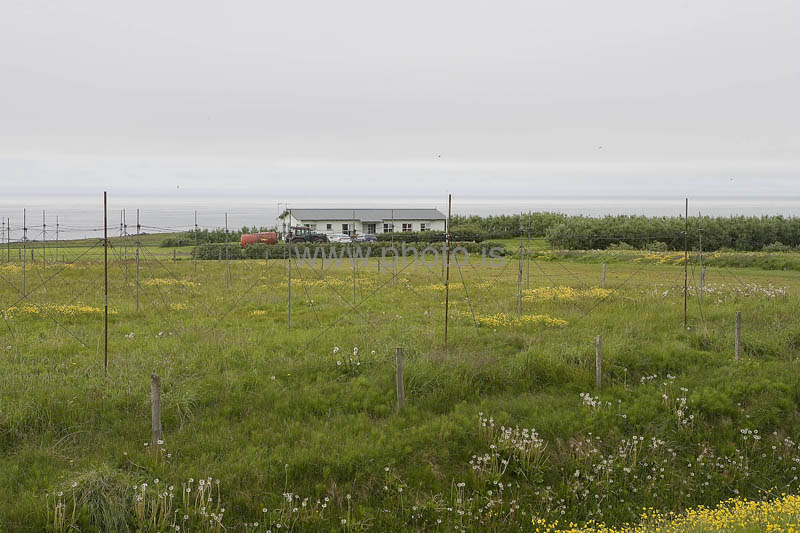 kps07086175