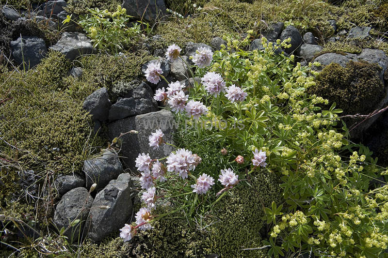 kps07087041