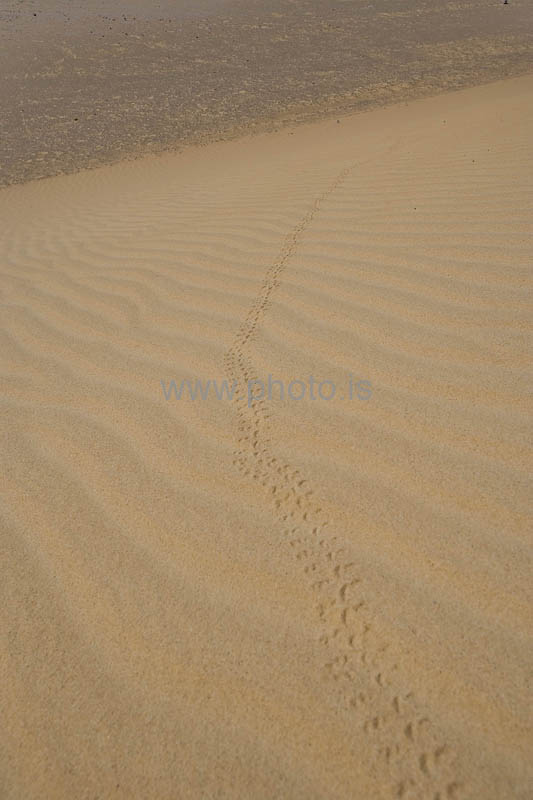 kps02090946