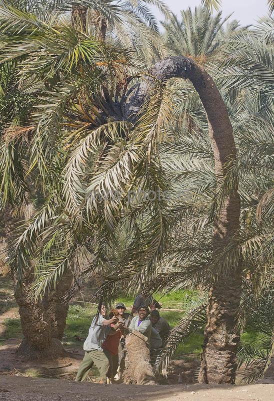 kps02091479