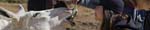 kps02091408p