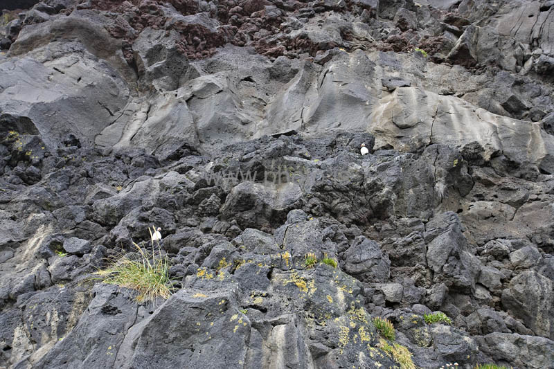 kps06098921