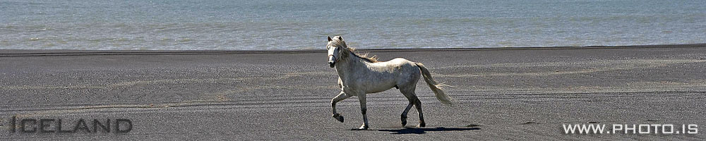 Icelandic horse lost on the coastline  - “You can’t depend on your eyes if your imagination is out of focus.”