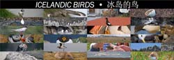 ICELANDIC_BIRDS