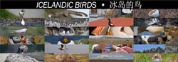 ICELANDIC_BIRDS