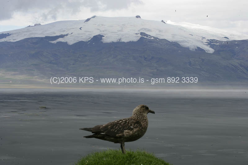 kps08060443