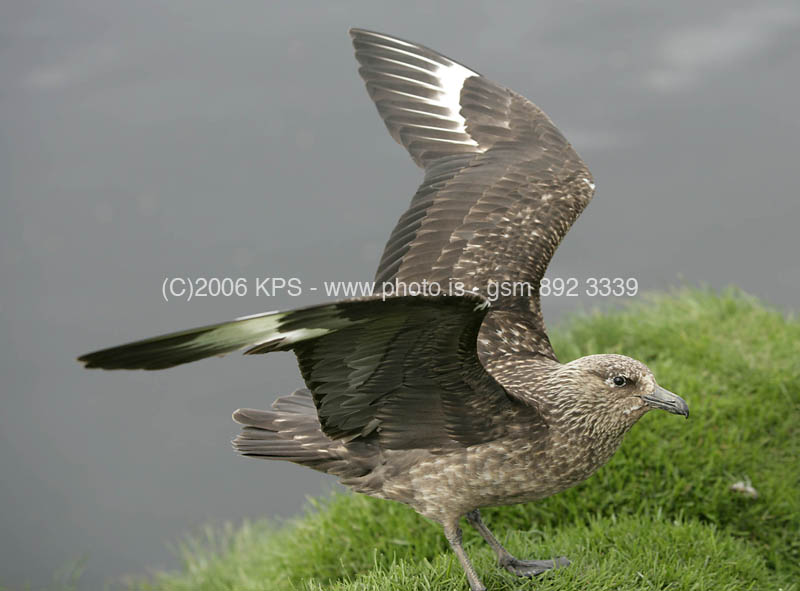 kps08060451