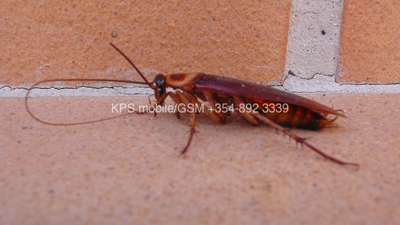 kps02071101