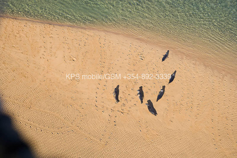 kps07071260