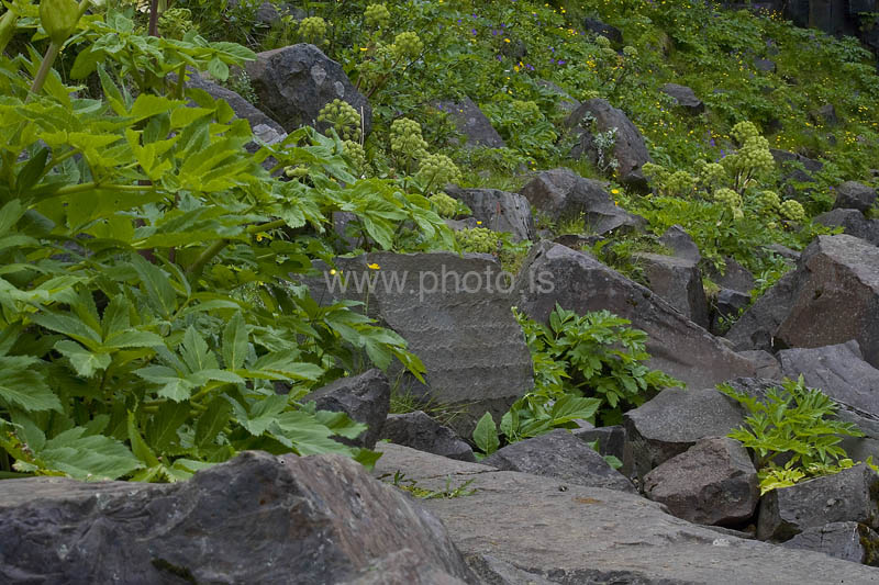 kps06096376