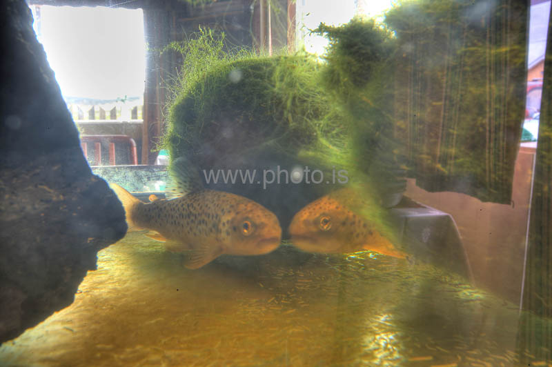 kps07091130_1_2hdr