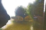 kps07091132